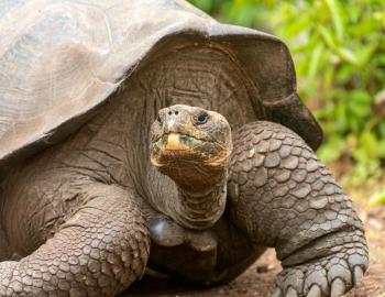 tortoise up close image