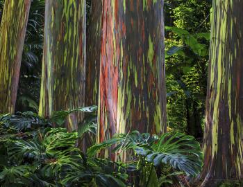 Rainbow eucalyptus trees in Maui